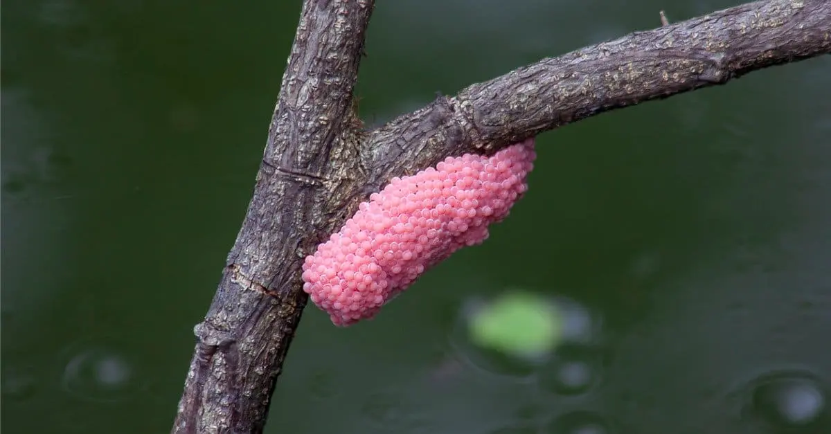 Close-up of freshwater snail eggs