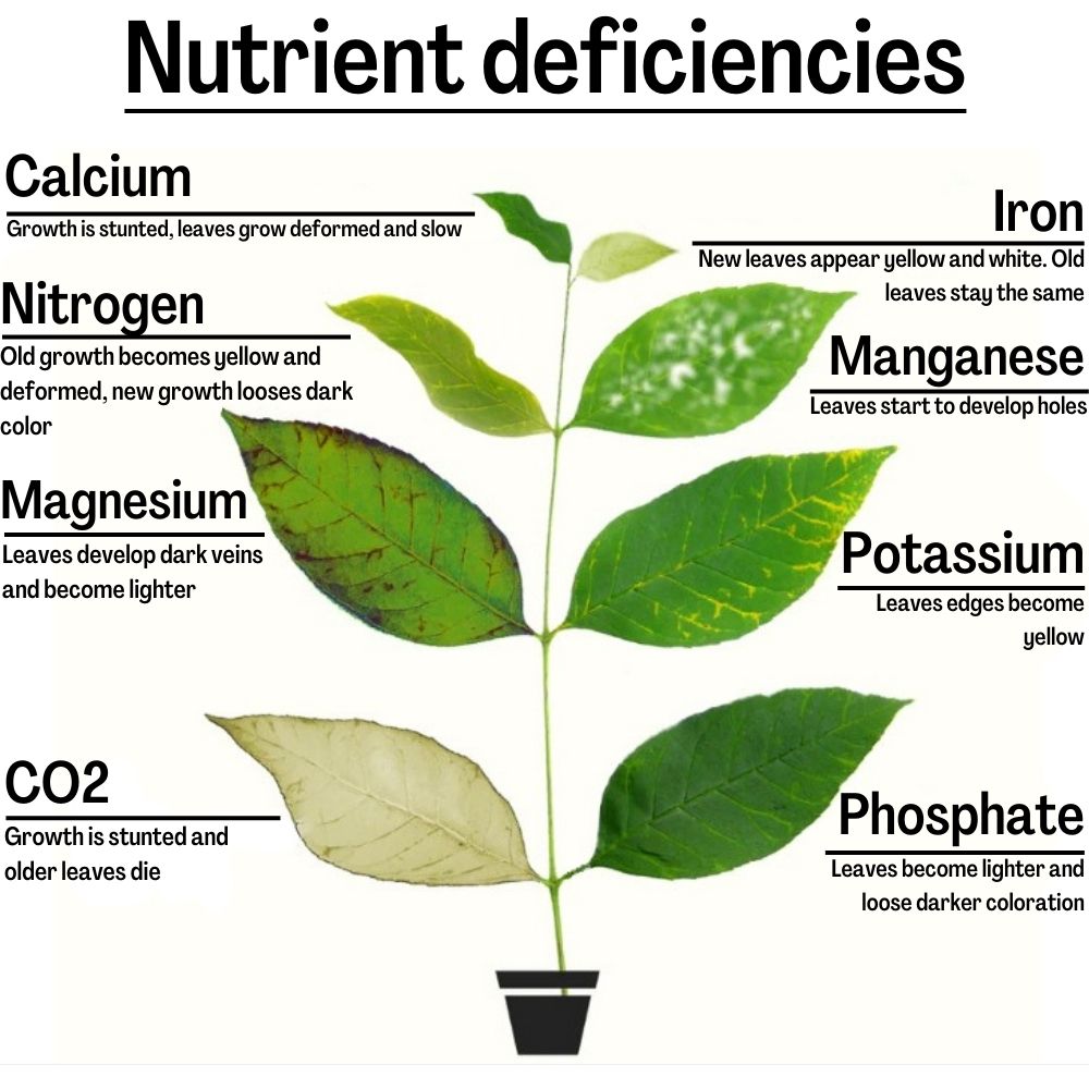visualisation on how different nutrient deficencies affect aquatic plants appearace