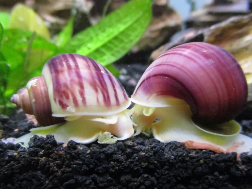 pink mystery snails