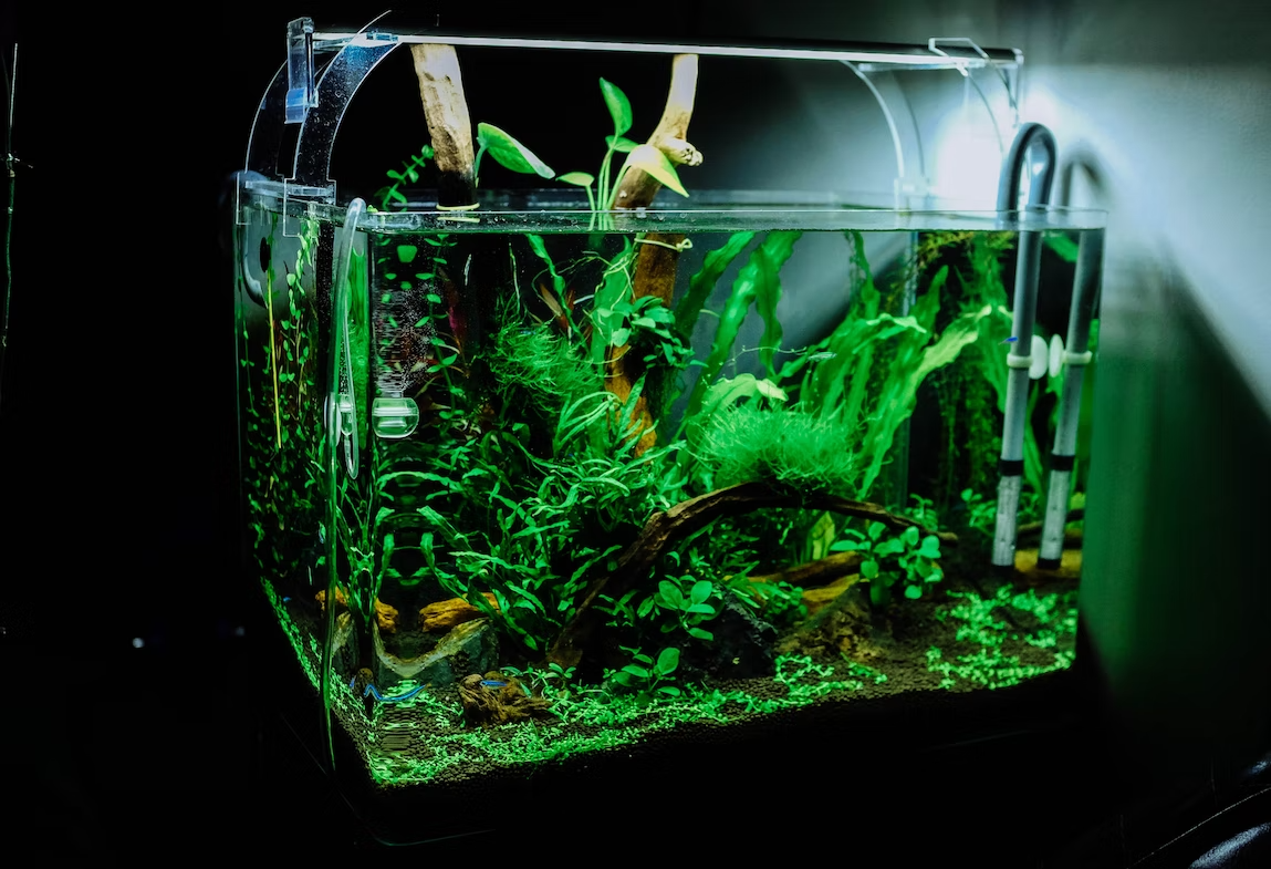 small aquarium with plants and light