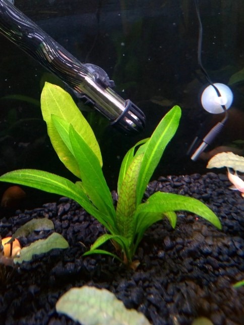 small amazon planted in aquarium substrate
