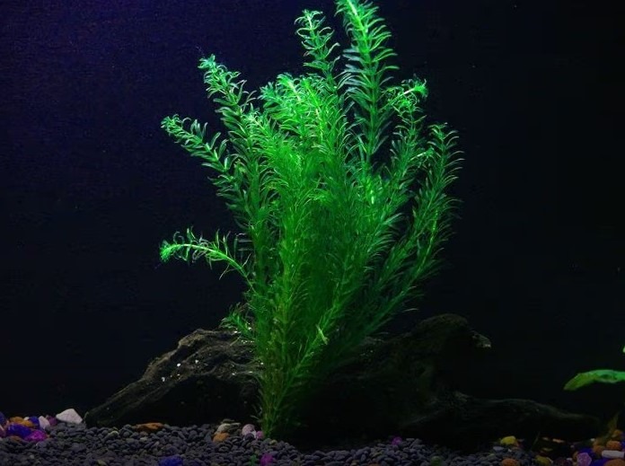 anacharis plant planted in aquarium substrate