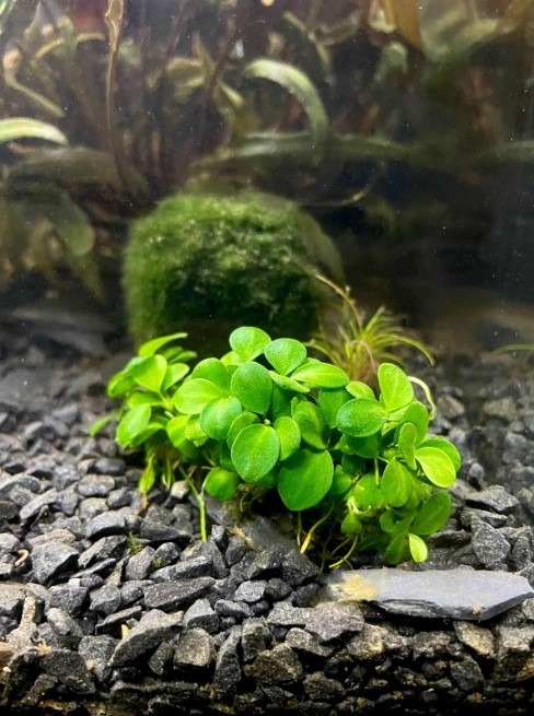 anubias plant attached to gravel