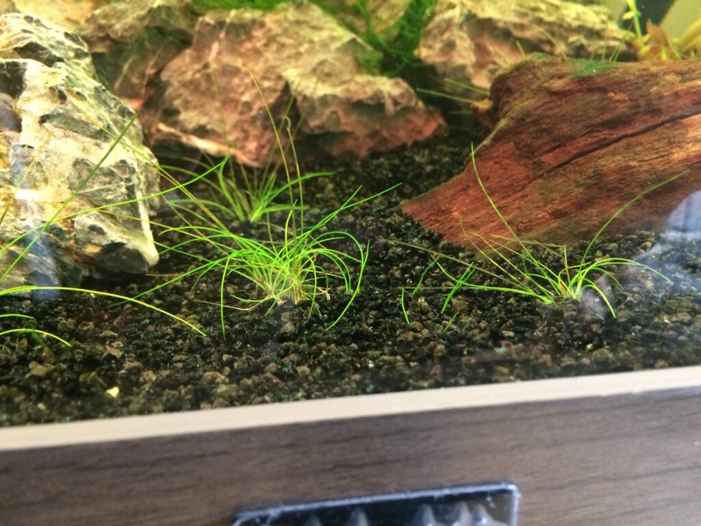small pecies of dwarf hairgrass in aquarium