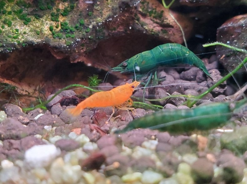 close-up of green and orange neocaridina shrimp