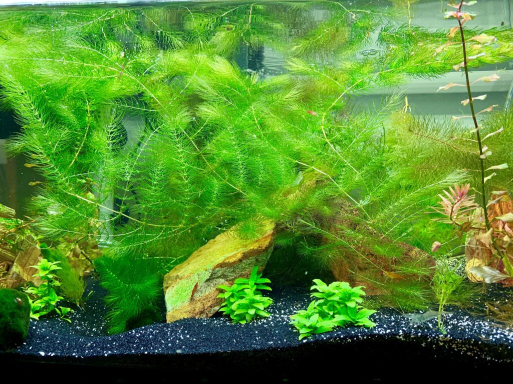 big pieces of hornwort floating around the tank