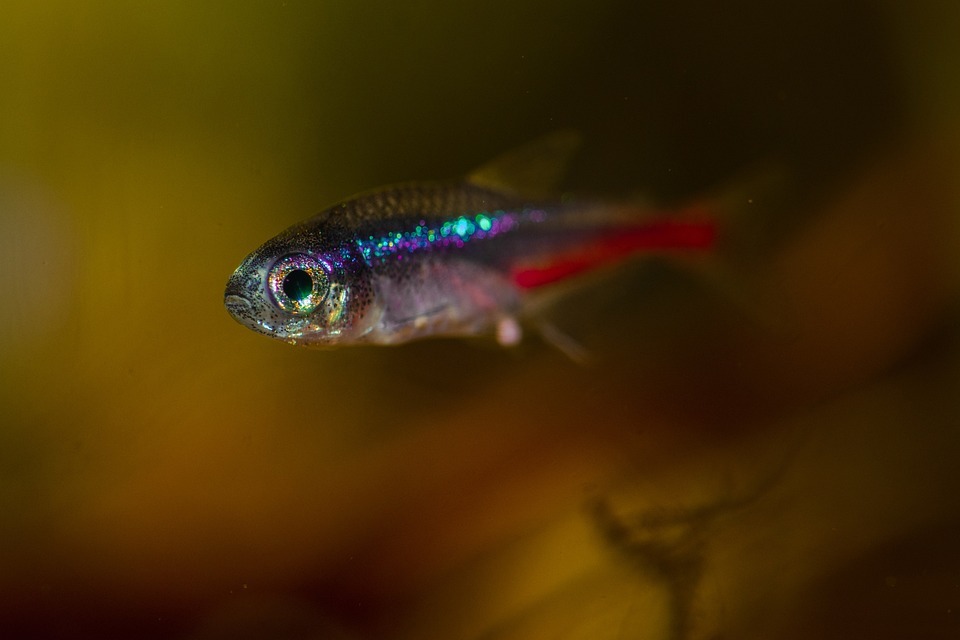 small neon tetra close up in aquarium