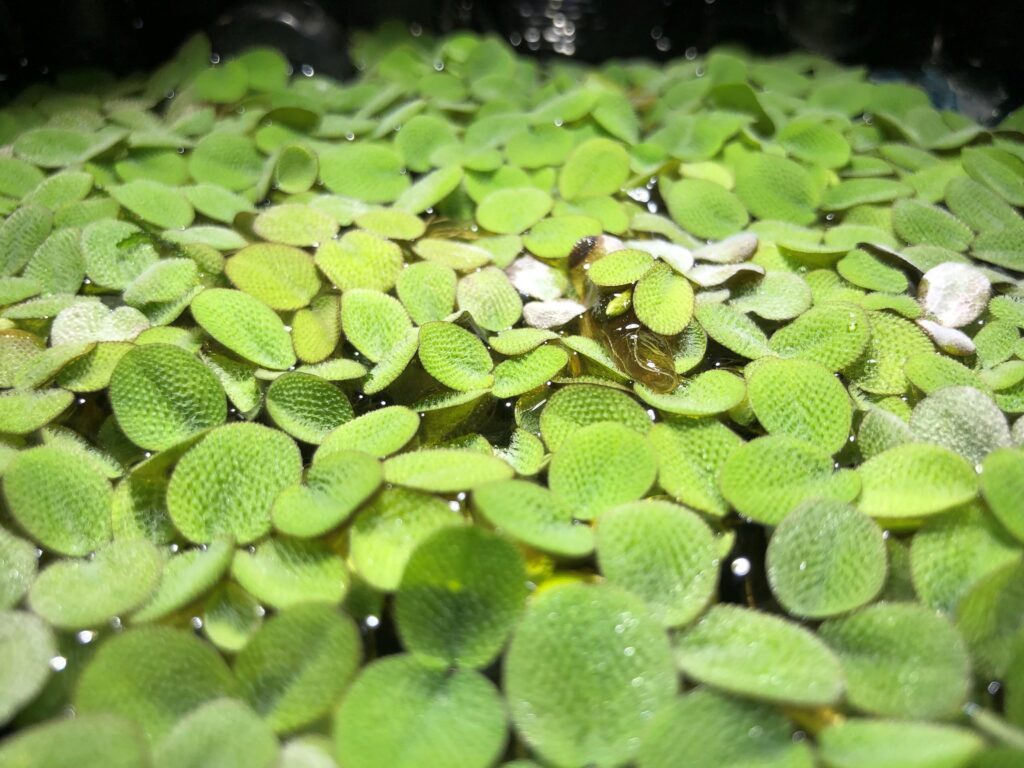 close-up of aquarium floating plant salvinia