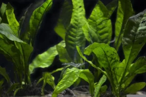 small neocaridina shrimp on aquarium plant