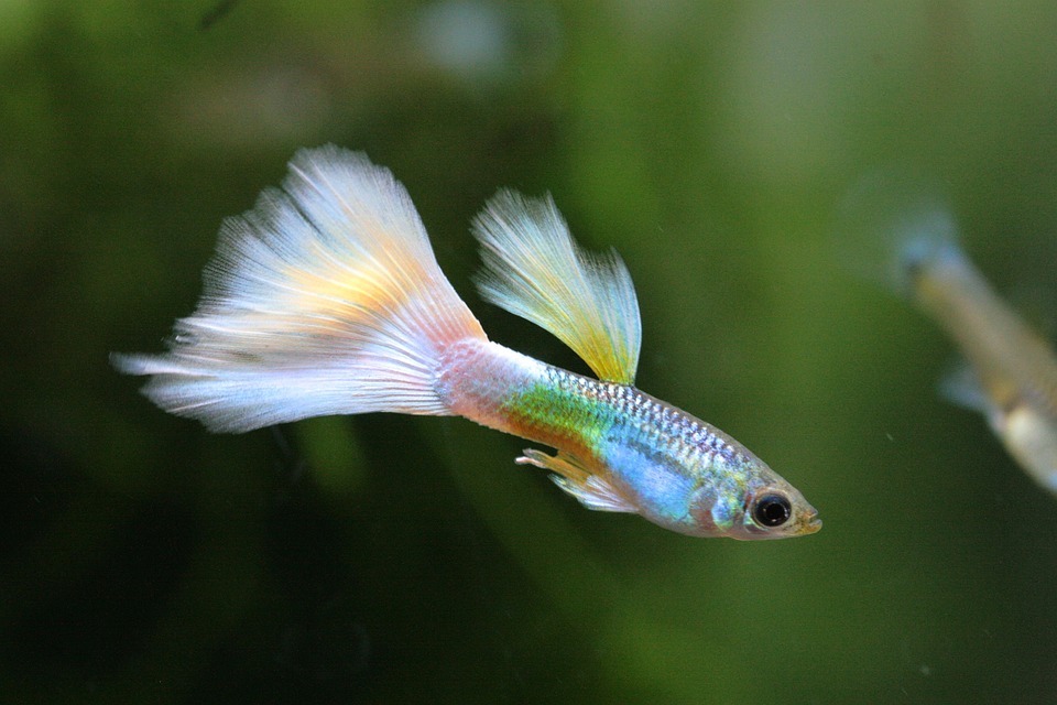 close up of white guppy in fish tank