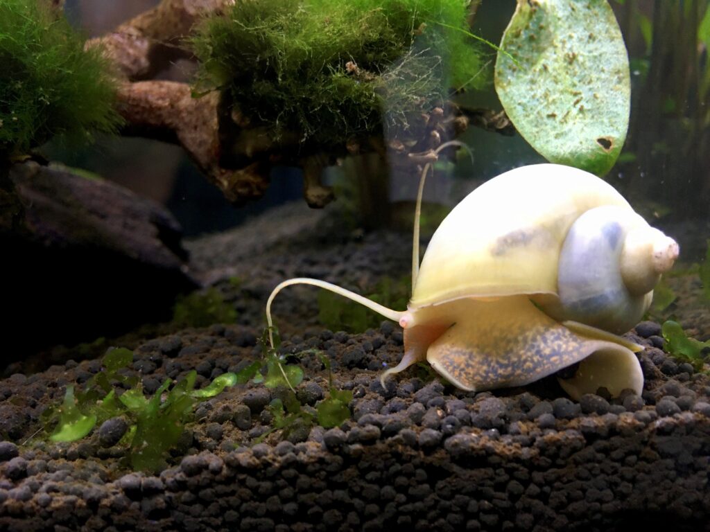 close up of white mystery snail exploring aquarium