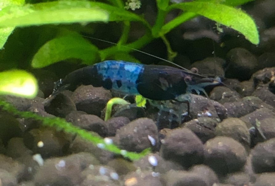 close up of blue carbon rili neocaridina shrimp in aquarium