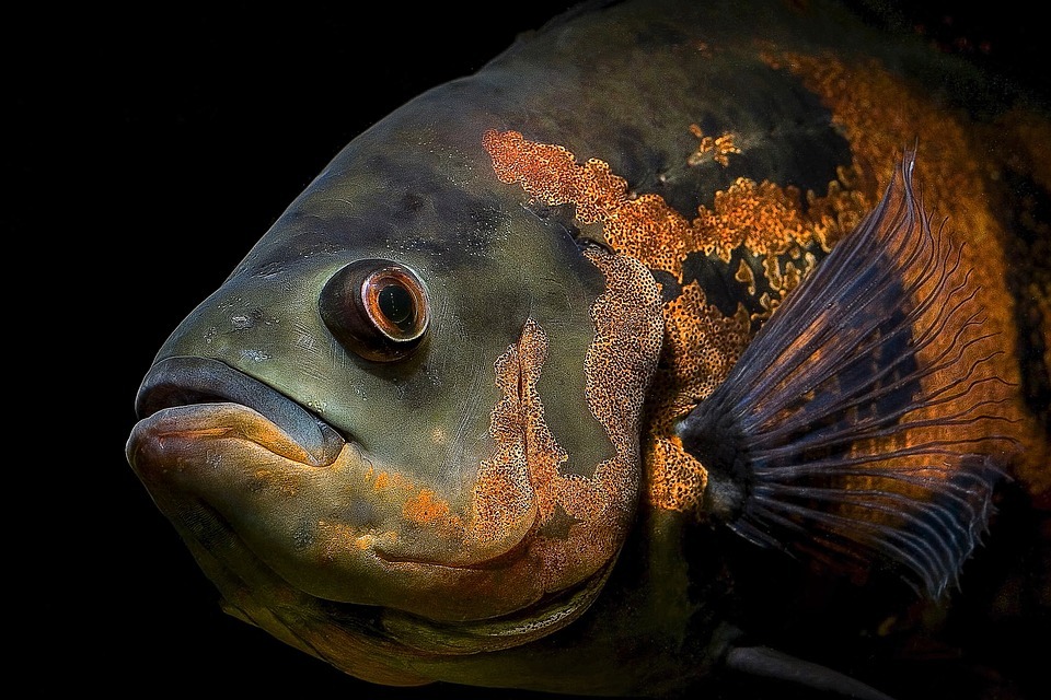close up of adult oscar fish in aquarium