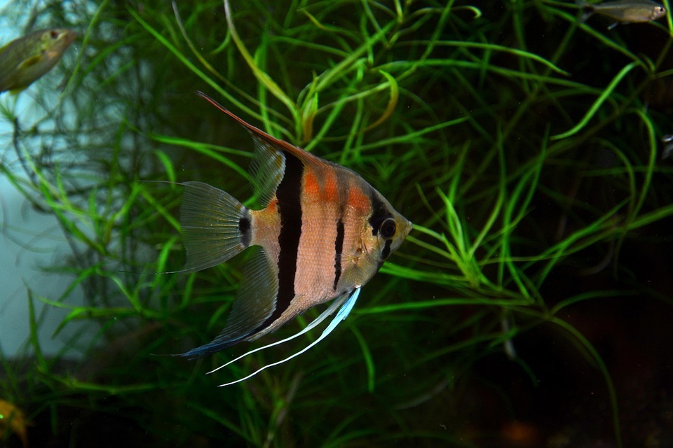 close up of small angelfish swimming in aquarium