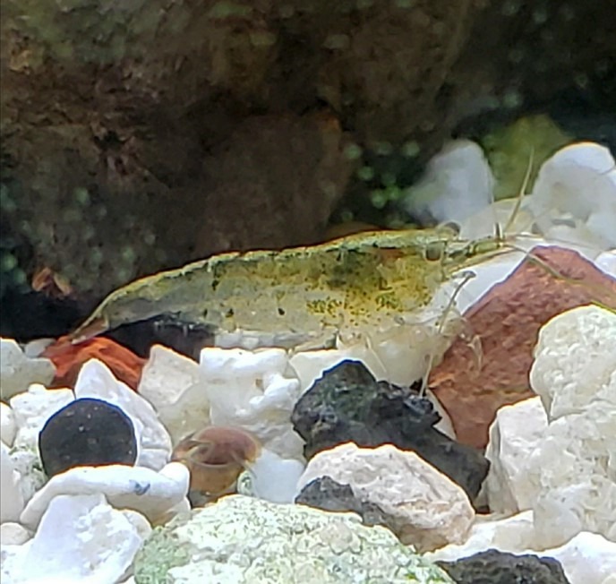 close up of wild neocaridina female shrimp in aquarium