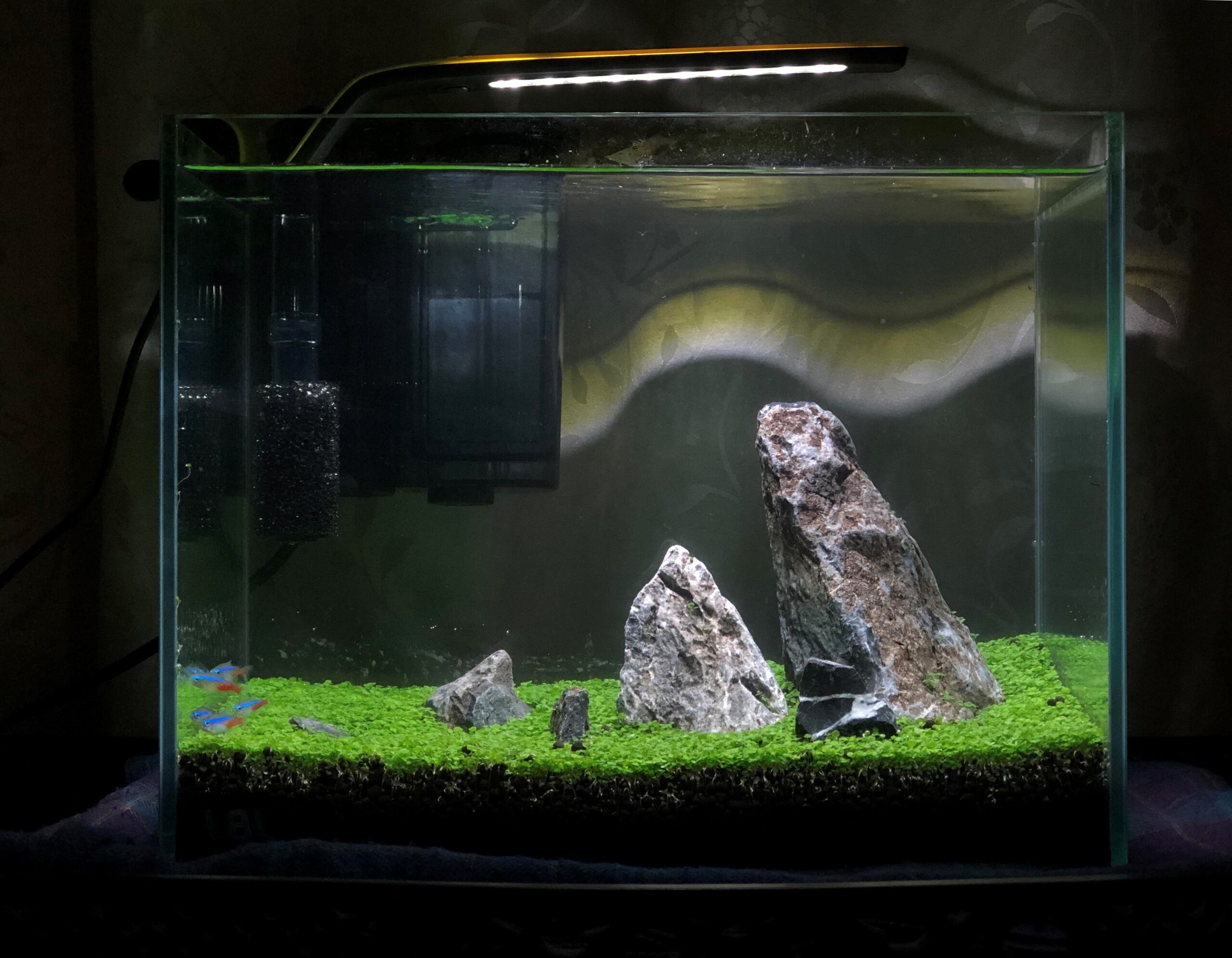 full view of small aquarium with a carpet plant and rocks