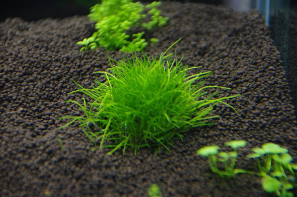 close up of dwarf hairgrass plant in aquarium soil