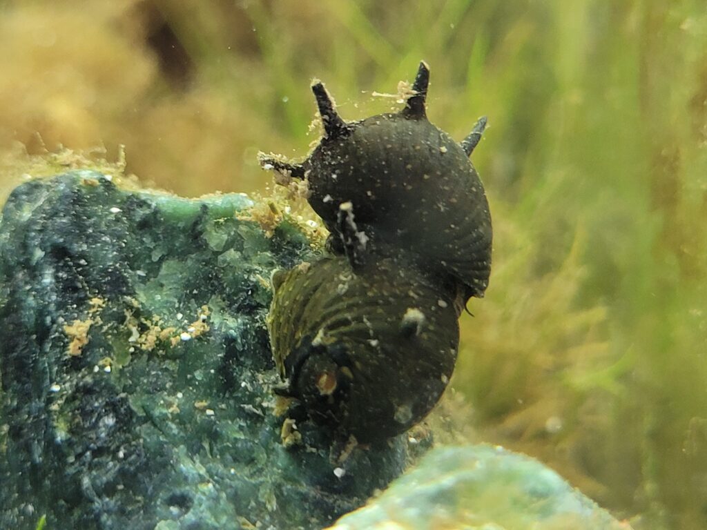 close up of horned nerite snail in aquarium