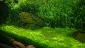 photo of aquarium with java moss carpet
