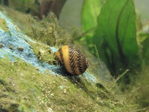 close up of red racer nerite snail on aquarium rock