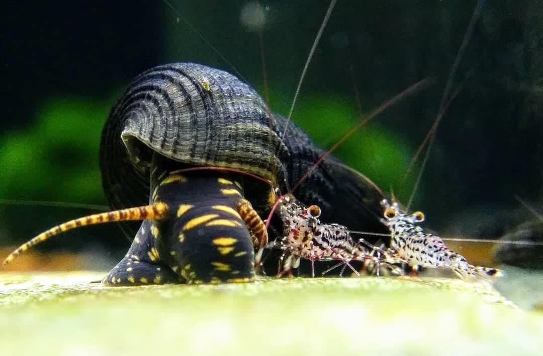 aquarium snail with shrimp at the bottom of a fish tank