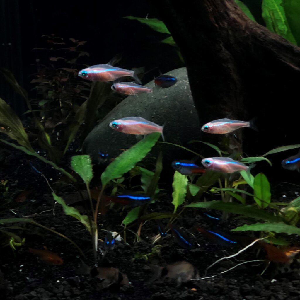 close up of school albino neon tetras swimming in aquarium