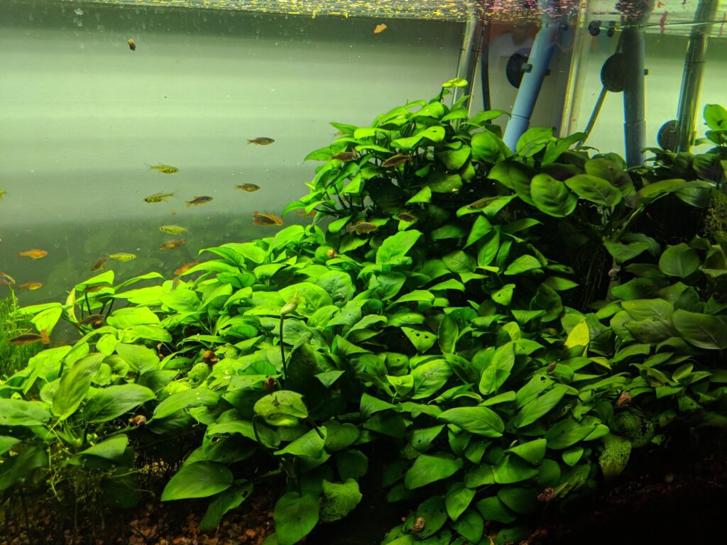 a lot of different anubias plants covering aquarium substrate