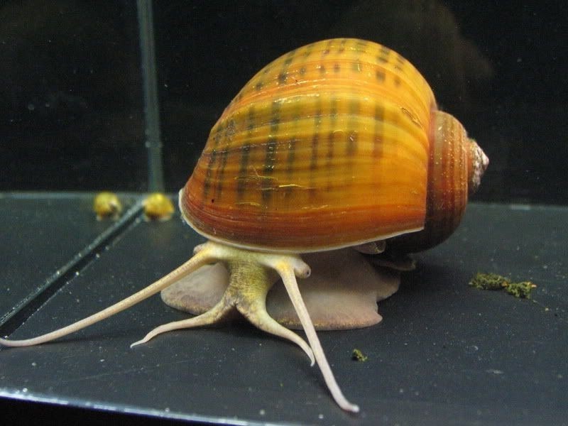 close up of brown mystery snail in aquarium