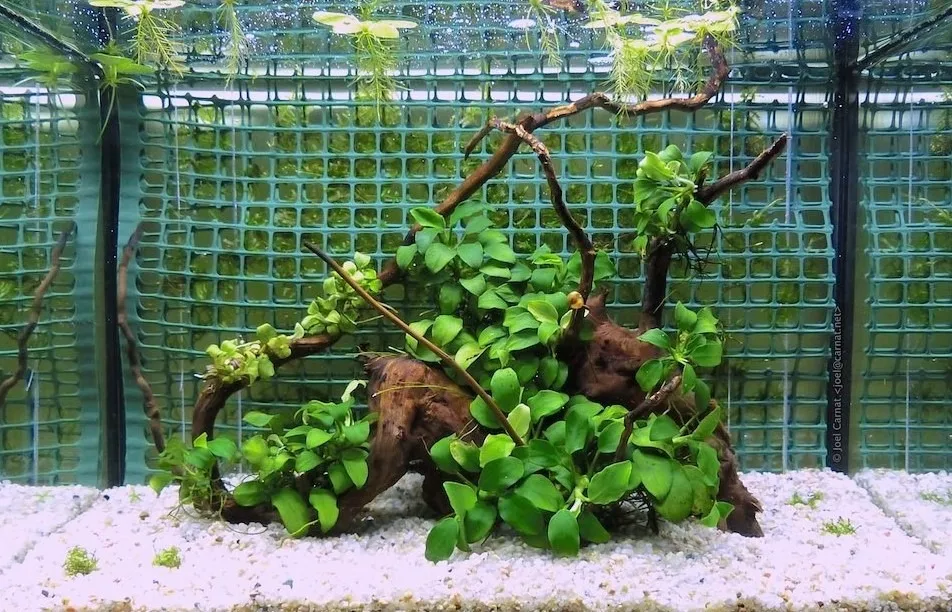 group of anubias attached to driftwood in aquarium