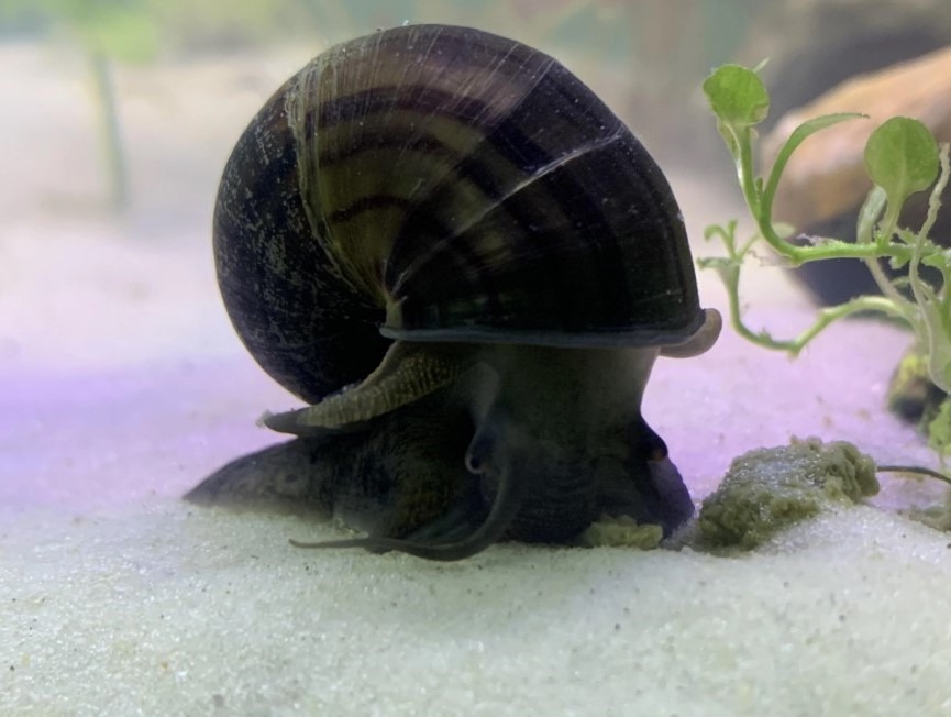 close up of black mystery snail in aquarium