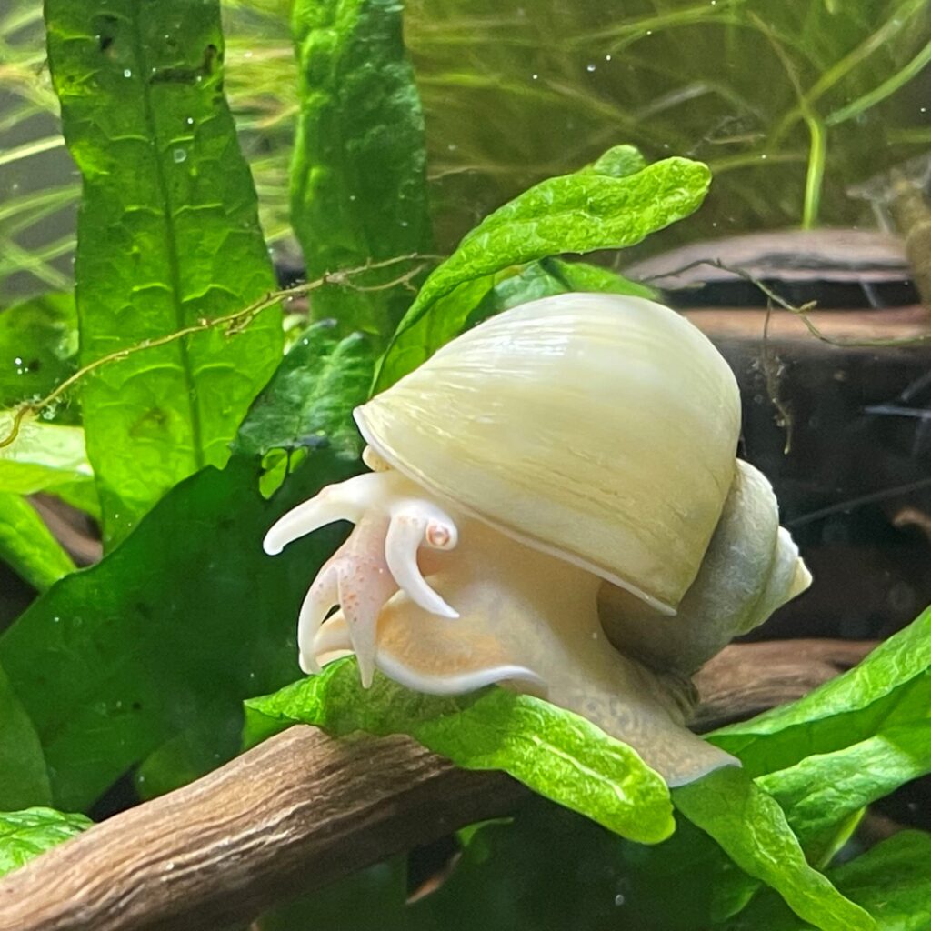 close up of ivory mystery snail in aquarium