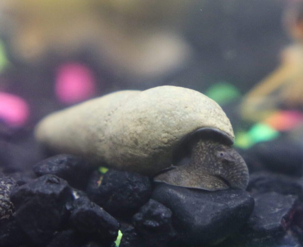 close up picture of chocolate rabbit snail on aquarium substrate