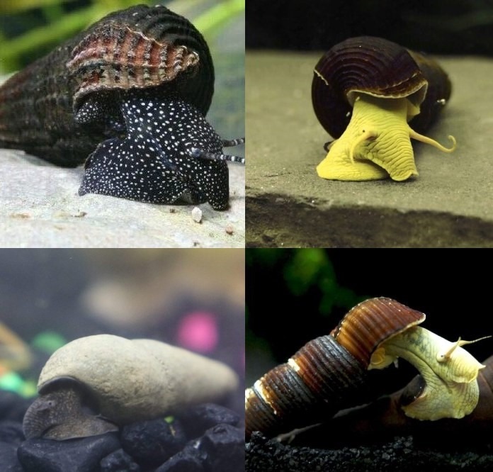 collage photo of different rabbit snail colors
