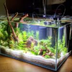 shrimp tank setup with aquarium plants, rocks, driftwood