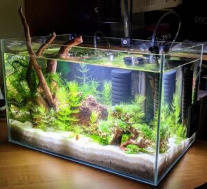 shrimp tank setup with aquarium plants, rocks, driftwood