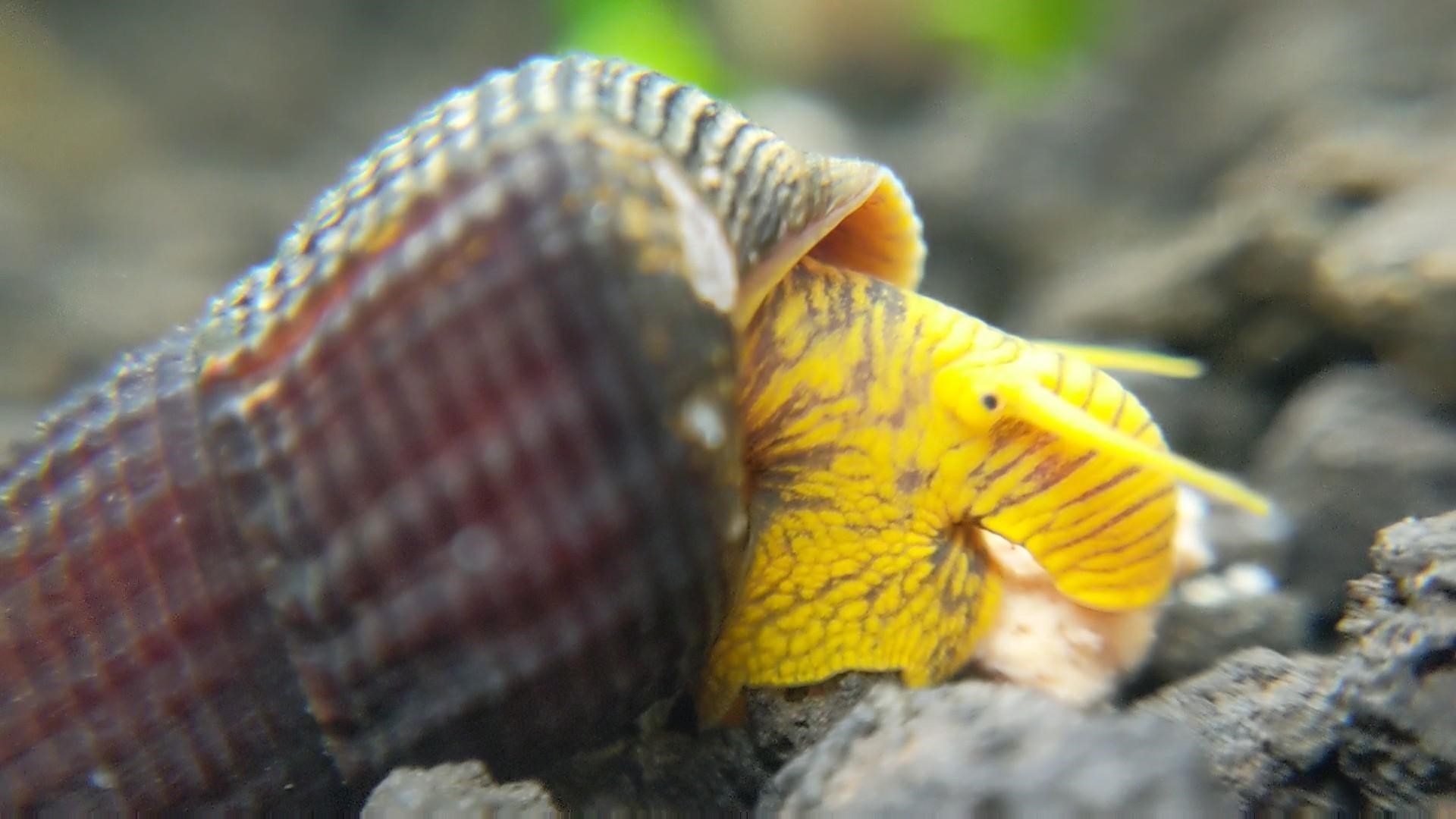 close up yellow rabbit snail picture in an aquarium
