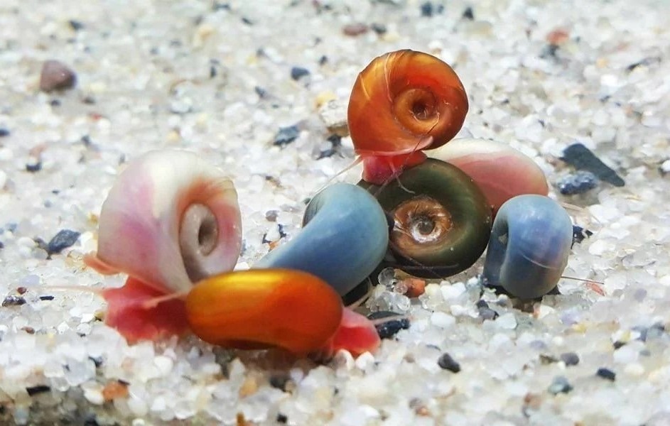 close up of a bunch of different ramshorn snails on aquarium substrate