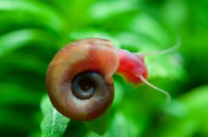 close up of pink ramshorn snail on aquarium plant