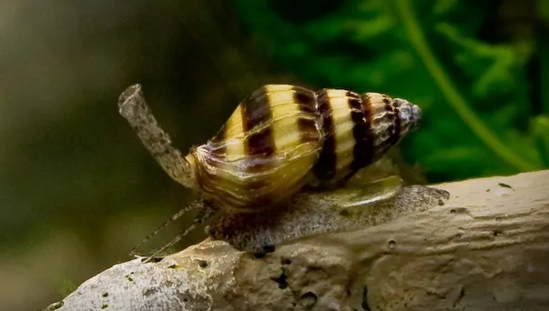 close up photo of assassin snail on aquarium driftwood