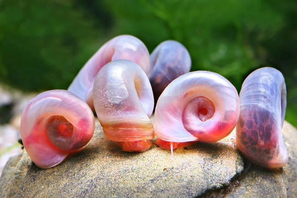 picture of group of pink leopard ramshorn snails on aquarium rocks