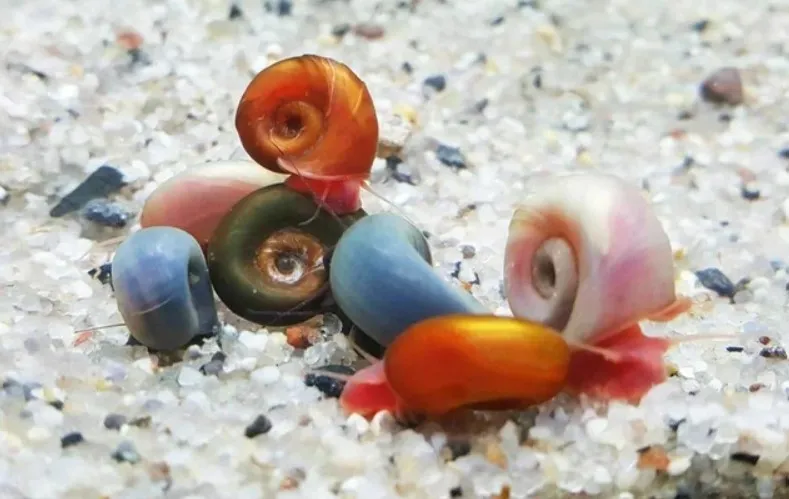 group of different ramshorn snail variants on aquarium substrate