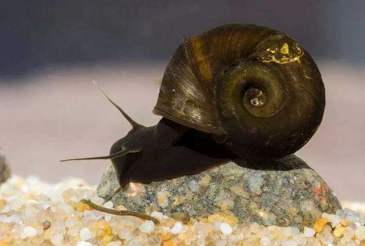picture of wild ramshorn snail on aquarium sand