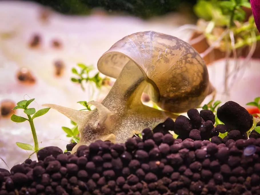 picture of bladder snail walking on aquarium soil
