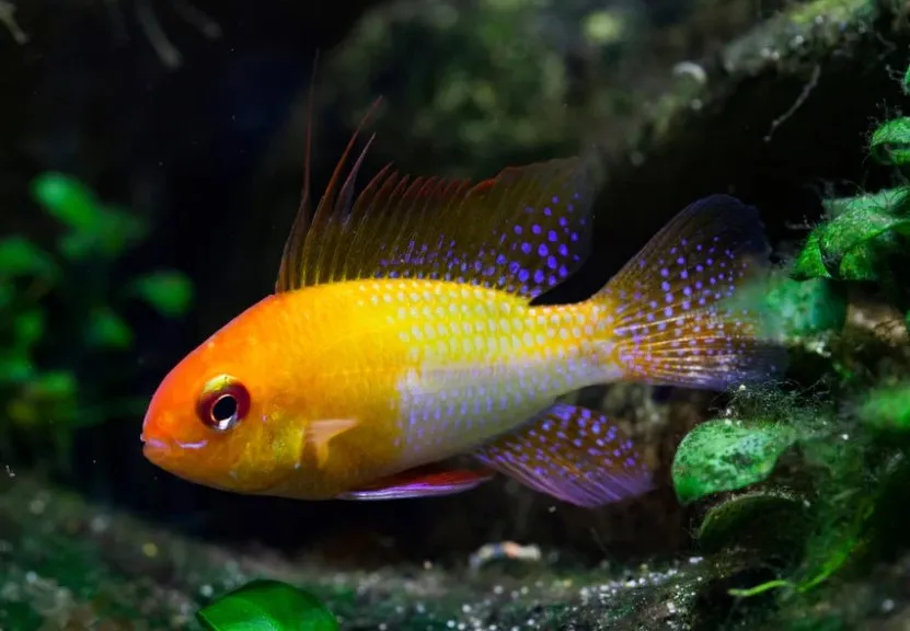 image of golden ram cichlid swimming in aquarium