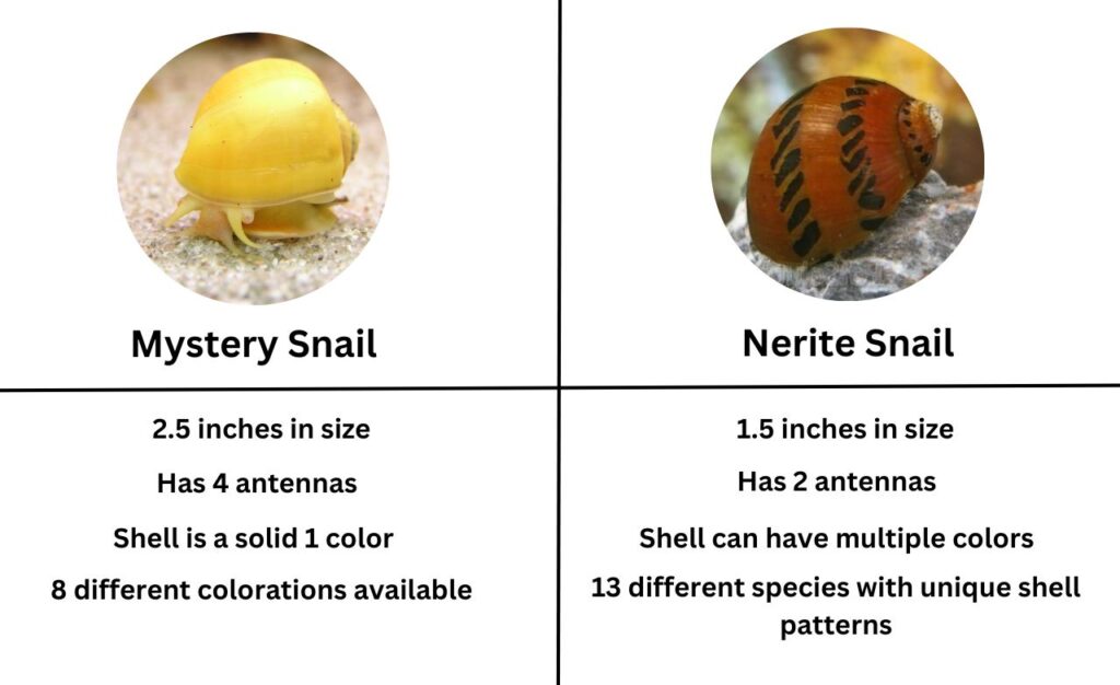 photo of nerite and mystery snail comparison data