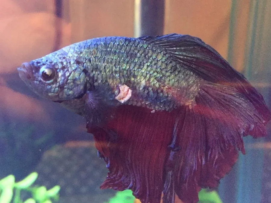 small ulcer with white dead skin on betta fish