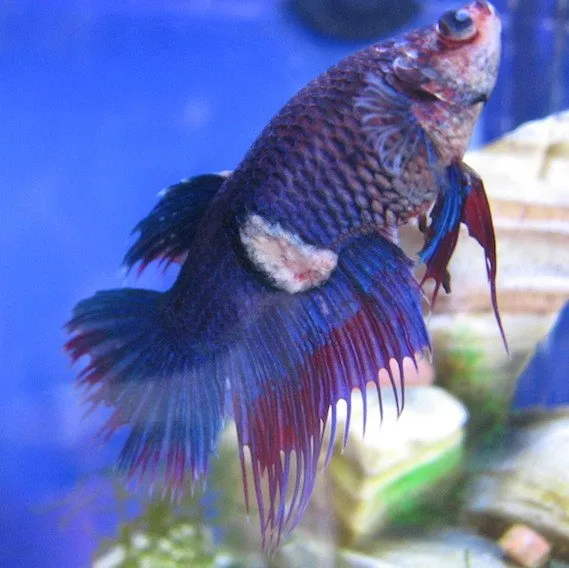 ulcer on betta fish body with white dead skin