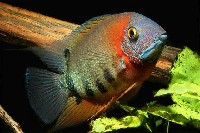 red shoulder severum in aquarium light