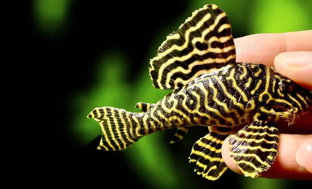 tiger pleco being held in a hand