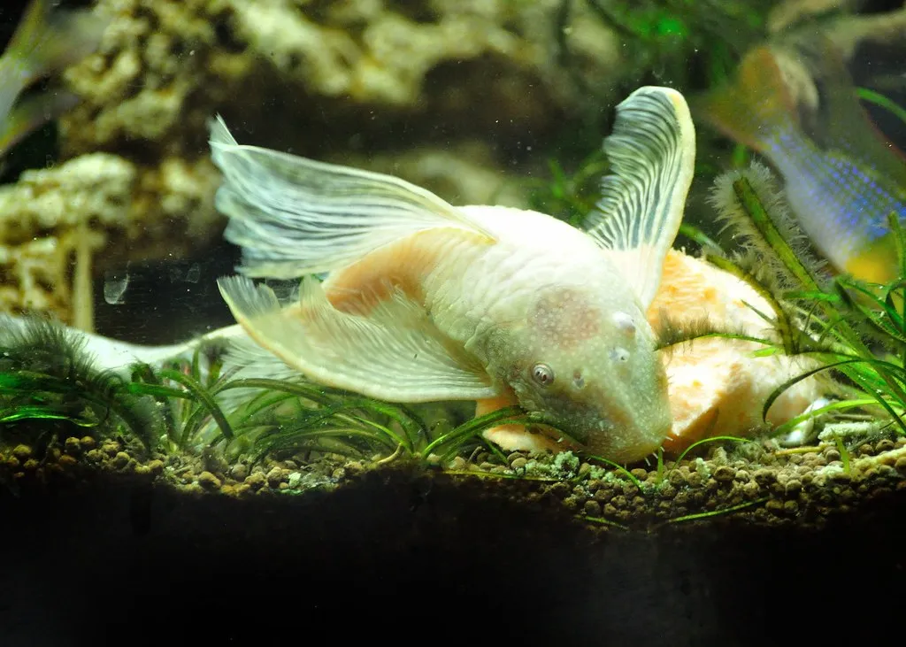 image of white bristlenose longfin pleco feeding at aquarium bottom